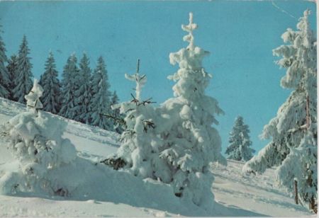 Neuschnee Bäume im Hang Neuschnee Bäume im Hang