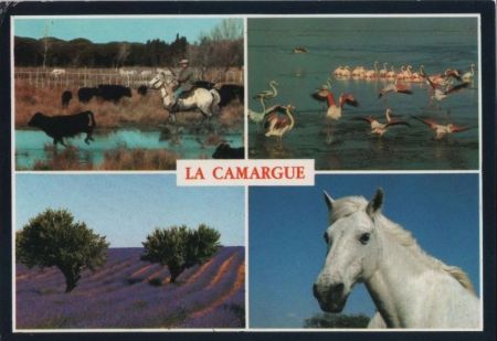 Frankreich - Camargue - mit 4 Bildern - 1993 Frankreich - Camargue - mit 4 Bildern - 1993
