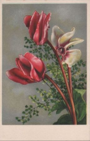 Weiße und rote Blumen Weiße und rote Blumen