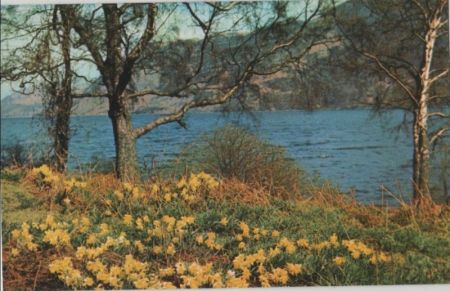 Großbritannien - Ullswater - Wordworth Daffodils - 1961 Großbritannien - Ullswater - Wordworth Daffodils - 1961