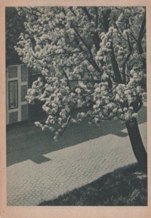 Blühender Baum - ca. 1955 Blühender Baum - ca. 1955