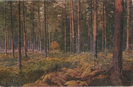 Blick in den Wald Blick in den Wald