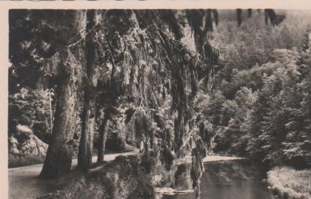 Schwarzburg - Schwarzatal - An der Trauertanne - ca. 1955 Schwarzburg - Schwarzatal - An der Trauertanne - ca. 1955