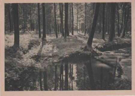 Bach im Wald - ca. 1935 Bach im Wald - ca. 1935