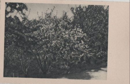 Blühendes Strauchwerk - ca. 1955 Blühendes Strauchwerk - ca. 1955
