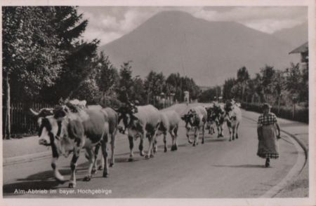 Bayern - Alm-Abtrieb im Hochgebirge - 1952 Bayern - Alm-Abtrieb im Hochgebirge - 1952