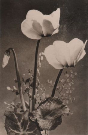 Zum Geburtstag Blumen Zum Geburtstag Blumen