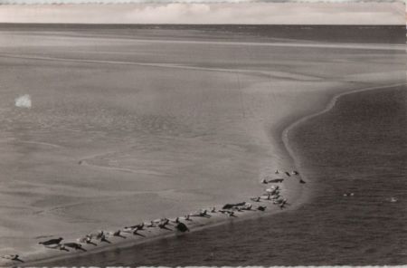 Seehundsbank - 1961 Seehundsbank - 1961