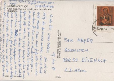 Montmagny - Kanada - Viele Vögel