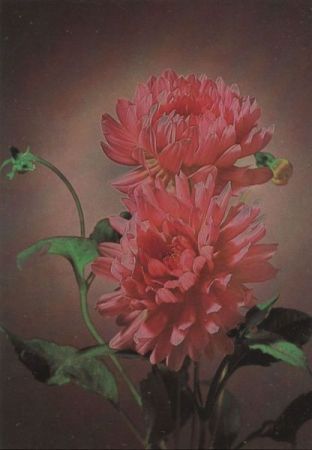 Zum Geburtstag Blume Zum Geburtstag Blume