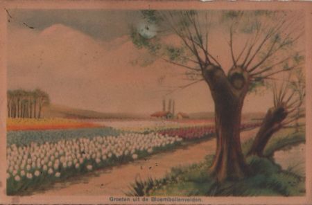 Groeten uit de Bloembollenvelden - 1950 Groeten uit de Bloembollenvelden - 1950