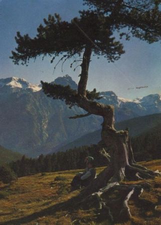 Schweiz - Val Mingèr - Nationalpark - 1962 Schweiz - Val Mingèr - Nationalpark - 1962
