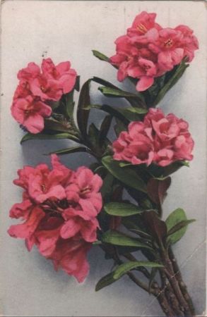 rote Rosen rote Rosen