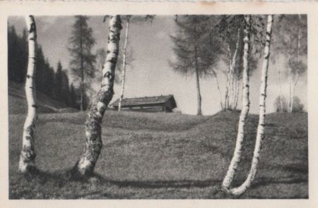 Birken am Hang - ca. 1950 Birken am Hang - ca. 1950