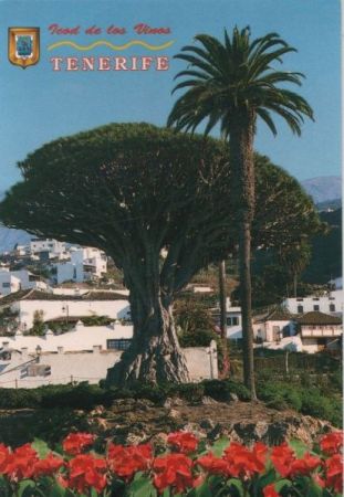 Spanien - Teneriffa - Drachenbaum - 2005 Spanien - Teneriffa - Drachenbaum - 2005