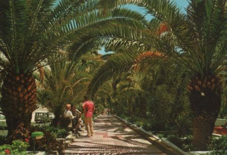 Spanien - Puerto de la Cruz - Paseo de las palmeras - ca. 1980 Spanien - Puerto de la Cruz - Paseo de las palmeras - ca. 1980