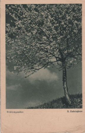 Blütenzauber am Baum Blütenzauber am Baum