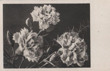 Blumen schwarzweiß Blumen schwarzweiß