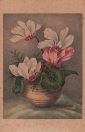 Blumen weiß und rot Blumen weiß und rot