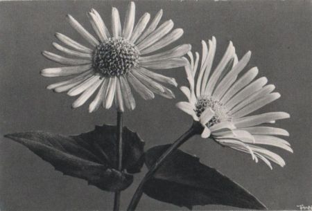 Blumen schwarzweiß Blumen schwarzweiß