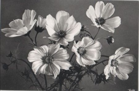 Blumen schwarzweiß Blumen schwarzweiß