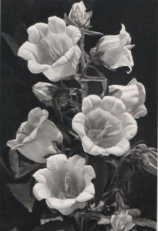Blüten schwarzweiß Blüten schwarzweiß
