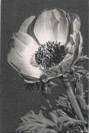 Anemone Blüte Anemone Blüte
