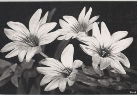 vier Blüten unbekannte Art vier Blüten unbekannte Art