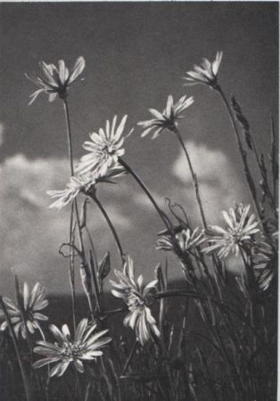 blühende Blumen auf Wiese blühende Blumen auf Wiese