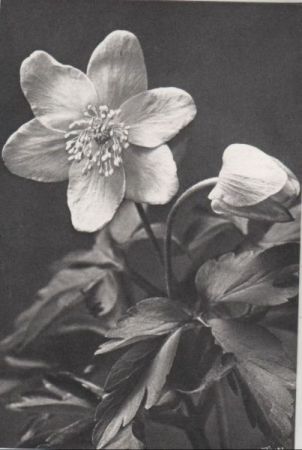 zwei Blüten schwarzweißes Bild zwei Blüten schwarzweißes Bild