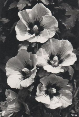 Hibiscus Vierergruppe Hibiscus Vierergruppe