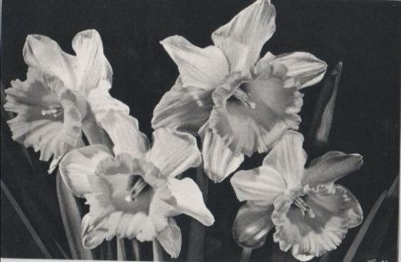 Narzissen vier Blüten Narzissen vier Blüten