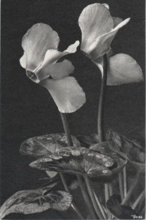 zwei Blüten eigenartig zwei Blüten eigenartig