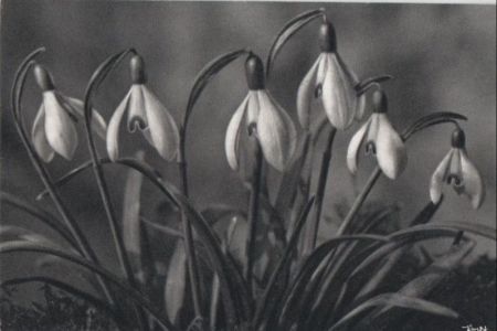 sechs Blüten hängend sechs Blüten hängend