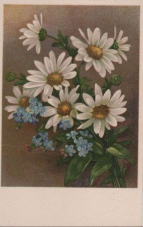 weiße und blaue Blumen blühend weiße und blaue Blumen blühend
