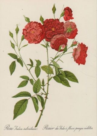 Rosa Indica subviolacea blühend Rosa Indica subviolacea blühend