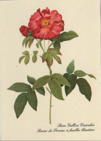 Rosa Gallica Caerulea blühend Rosa Gallica Caerulea blühend