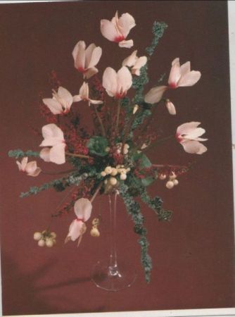 Alpenveilchen mit Erica Arrangement Alpenveilchen mit Erica Arrangement