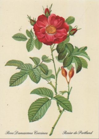 Rosa Damascena Coccinea blühend Rosa Damascena Coccinea blühend