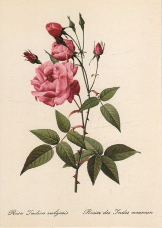 Rosa indica vulgaris blühend Rosa indica vulgaris blühend