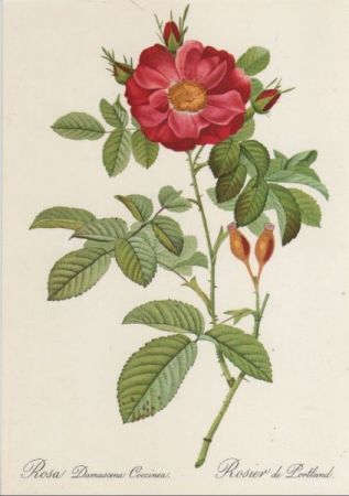 Rosa Damascena Coccinea blühend Rosa Damascena Coccinea blühend