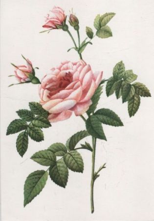 Rosa Inermis Kunstkarte Rosa Inermis Kunstkarte