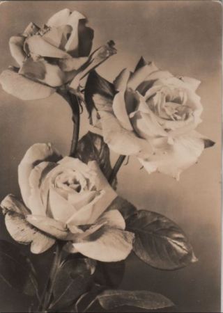 zum Geburtstag Rosen zum Geburtstag Rosen