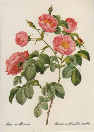 Rosa mollissima blühend Rosa mollissima blühend