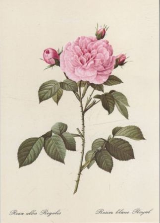 Rosa alba Regalis blühend Rosa alba Regalis blühend
