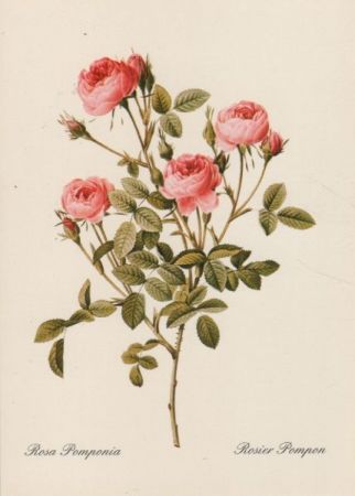 Rosa Pomponia blühend Rosa Pomponia blühend