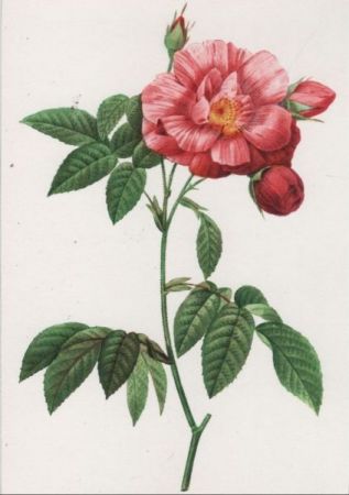 Rosa Gallica Versicolor blühend Rosa Gallica Versicolor blühend