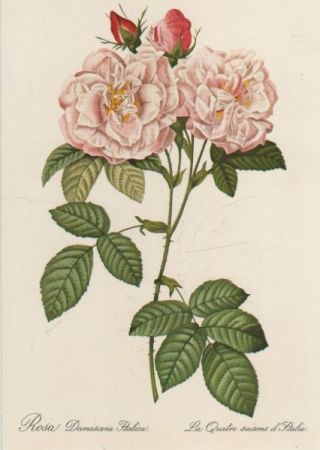 Rosa Damascena Italica blühend Rosa Damascena Italica blühend