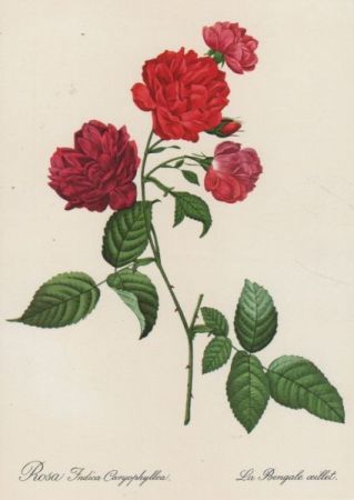 Rosa Indica Caryophyllea blühend Rosa Indica Caryophyllea blühend