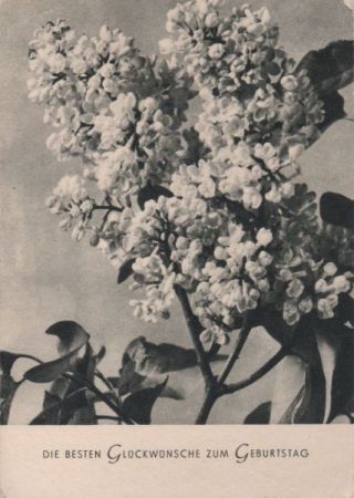 Glückwünsche zum Geburtstag Blüten Glückwünsche zum Geburtstag Blüten